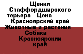 Щенки Стаффордширского терьера › Цена ­ 5 000 - Красноярский край Животные и растения » Собаки   . Красноярский край